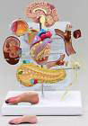 Diabetes Type 2 Model Set Insulin Anatomy